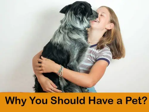 Benefits of having a pet in your life