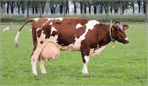 milky cow