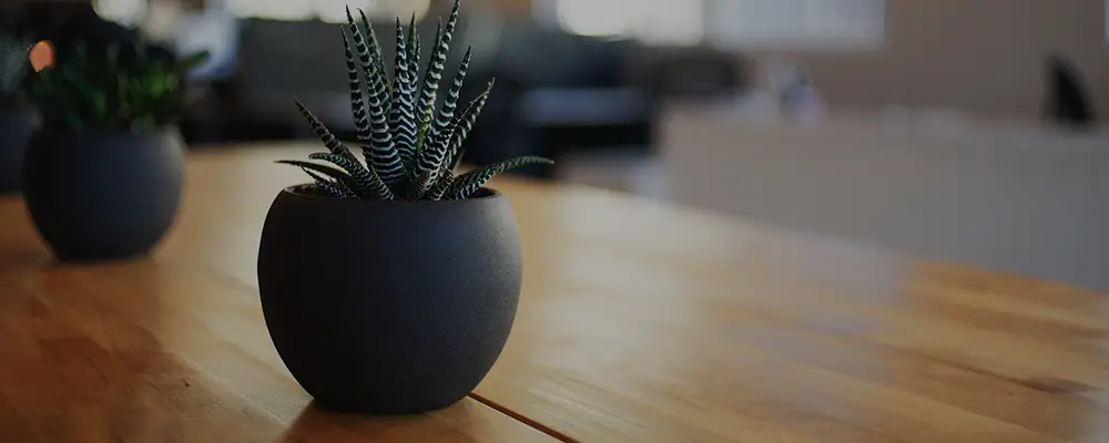 FAQs Self Watering Indoor Planter