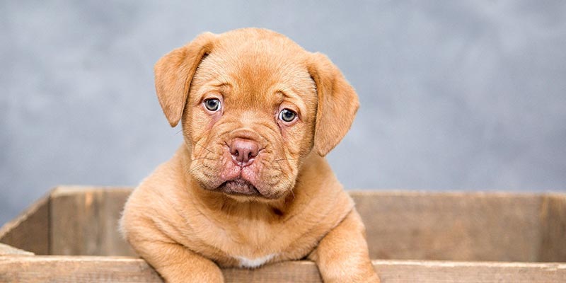 Best dog food for loose stools