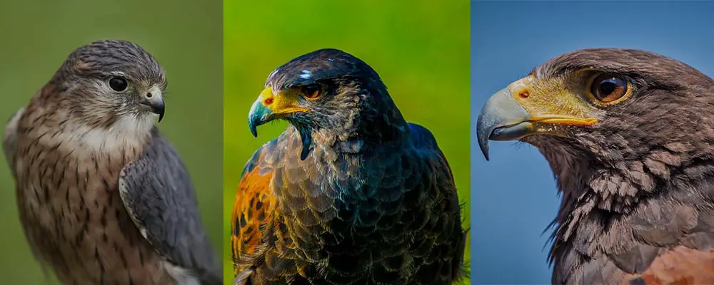 Falcons: Their Types, Speed, Diet, Species & Facts