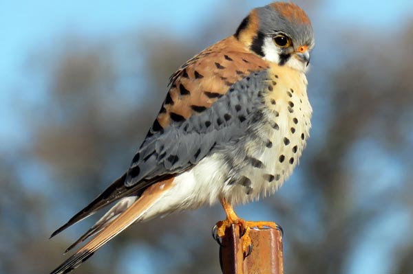 AMERICAN KESTREL