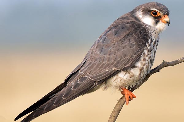 AMUR FALCON