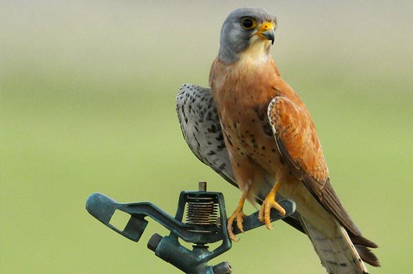 LESSER KESTREL