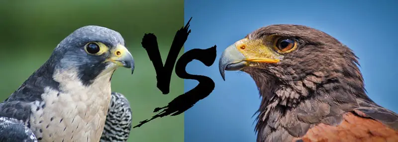 hawks vs falcons