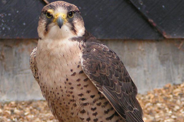 Lanner Falcon Bird