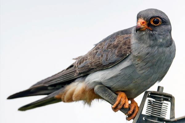 Red Footed Falcon