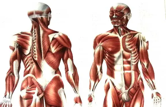 Anatomy of the shoulders