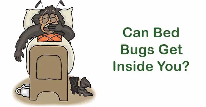 Can bed bugs get into your private parts?