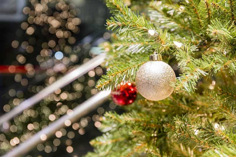 Christmas Lights on Outdoor Trees