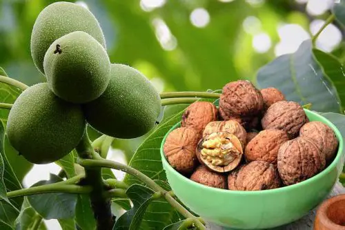 How To Sprout The Walnuts?