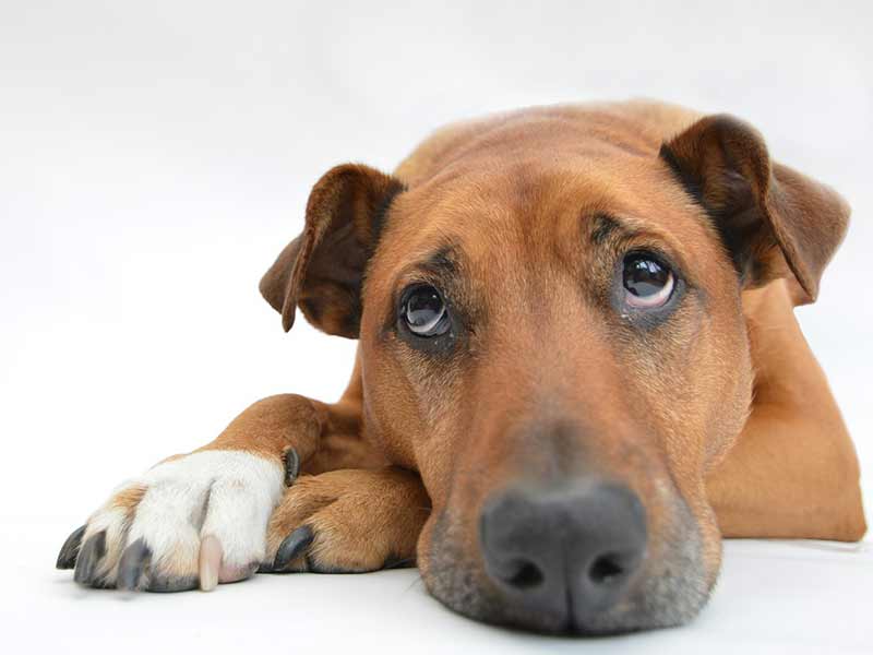 Why do Dogs Tuck their Tails?