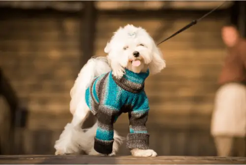 Tips for Properly Dressing Your Dog